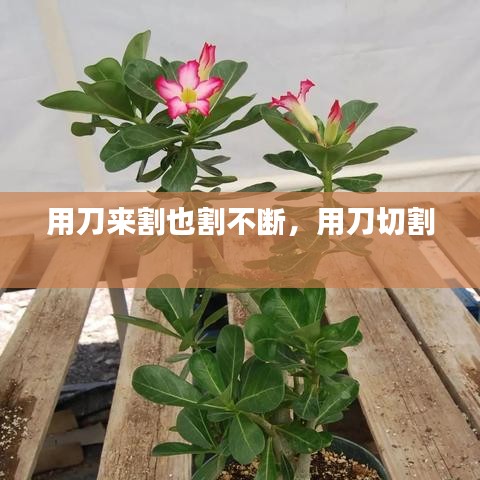 劳燕分飞 第3页