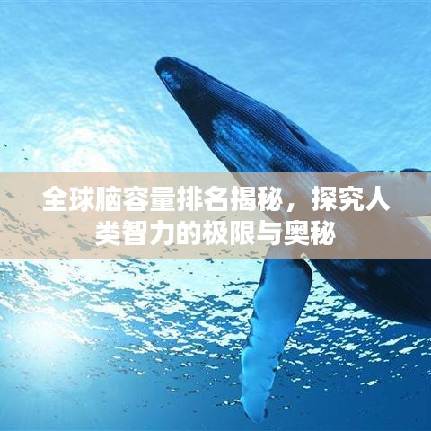全球脑容量排名揭秘，探究人类智力的极限与奥秘
