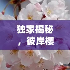 望其项背 第2页